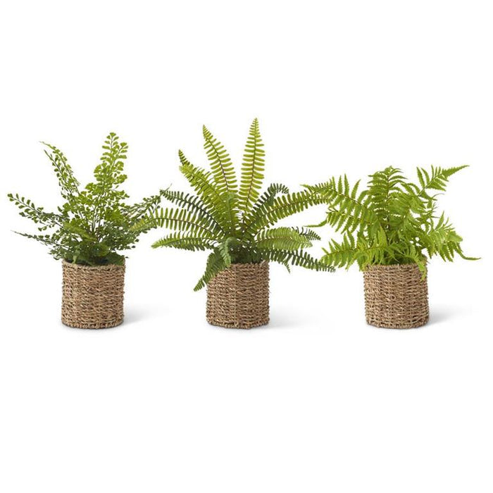 Assorted Ferns in Woven Basket