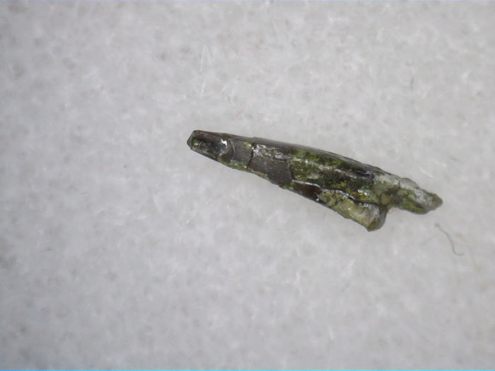 Exceptionally Rare Mammal Tooth, Morrison Formation