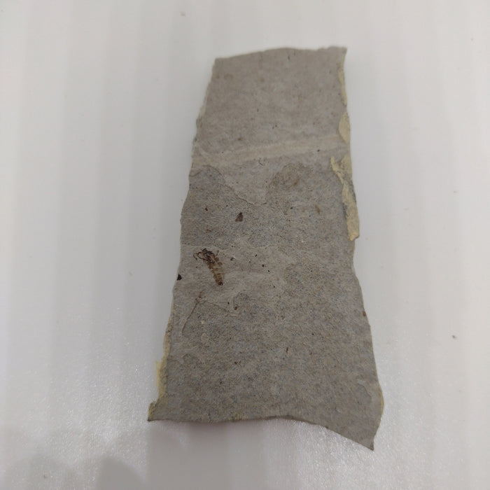 Insect Fossil, Florissant Formation 34 Million Years Old