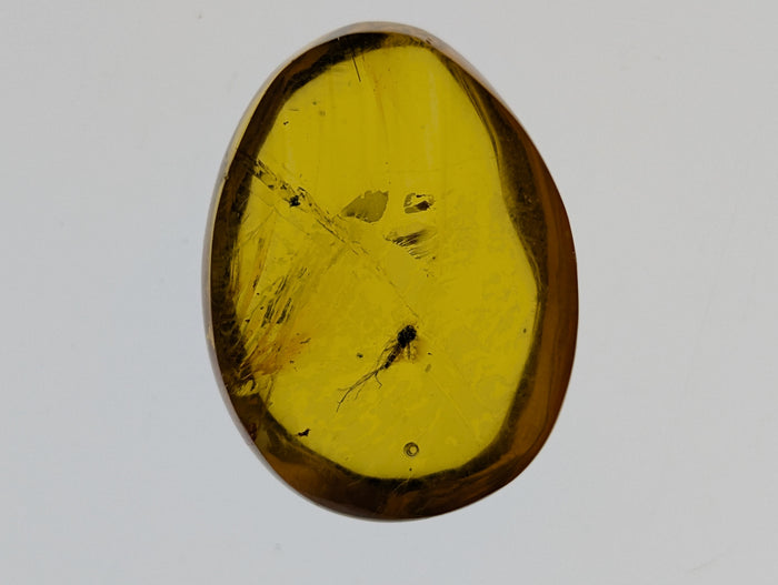 Insects in Amber from the Dominican Republic, 25 Million Years Old