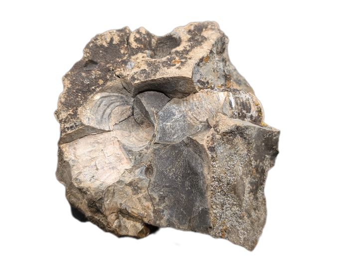 Large Hoploscaphites (Ammonite), Pierre Shale, North Dakota.