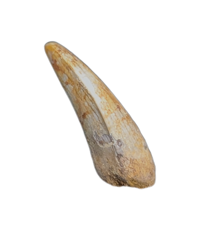 Raptor Pre-Max Tooth from the Hell Creek Formation
