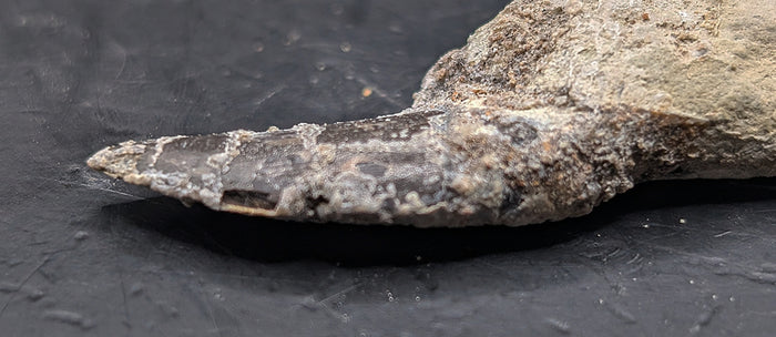 Theropod Dinosaur Tooth, El Mers Formation