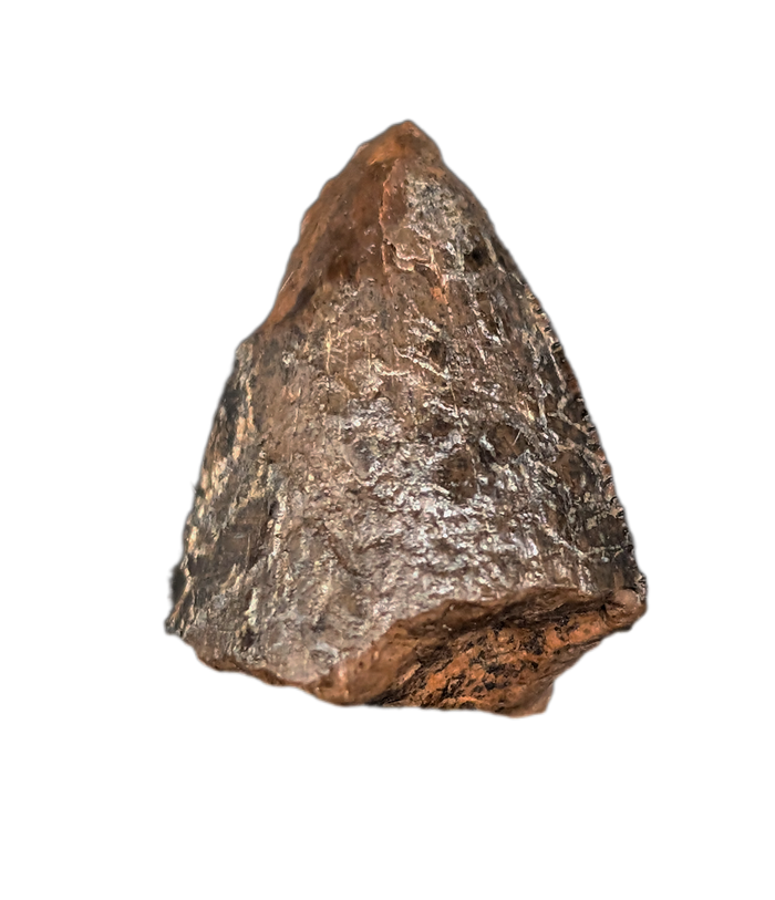 Tyrannosaurus Rex Tooth