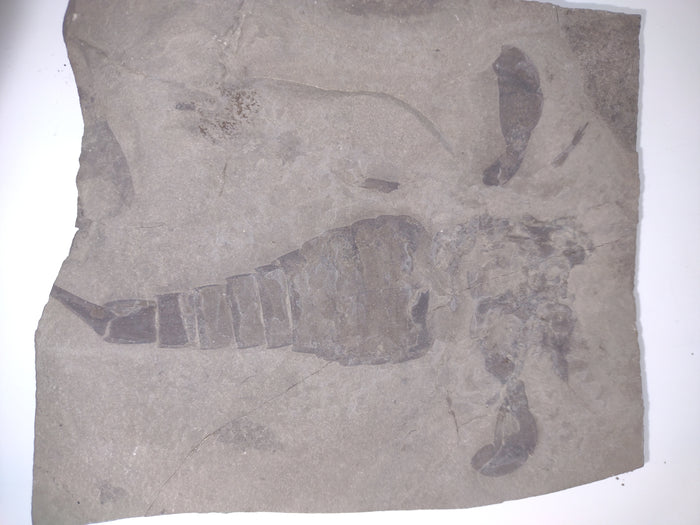 5.6" Eurypterus remipes (Eurypterid, sea scorpoin)
