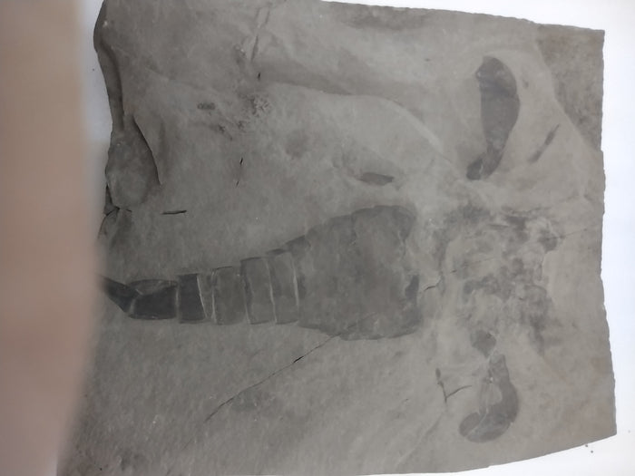 5.6" Eurypterus remipes (Eurypterid, sea scorpoin)