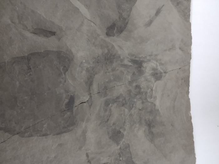 5.6" Eurypterus remipes (Eurypterid, sea scorpoin)