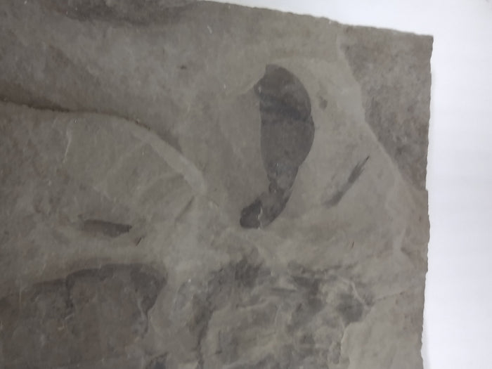 5.6" Eurypterus remipes (Eurypterid, sea scorpoin)