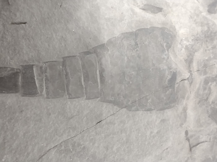 5.6" Eurypterus remipes (Eurypterid, sea scorpoin)