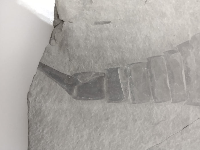 5.6" Eurypterus remipes (Eurypterid, sea scorpoin)