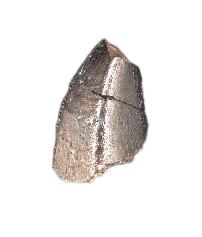 Allosaurus Tooth from the Morrison Formation