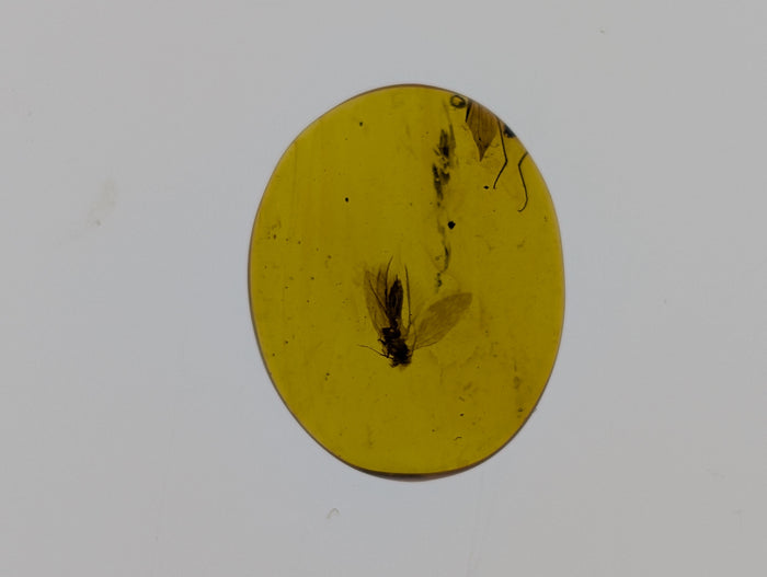 Amber with insects from Burma. Middle Cretaceous, 99 Million Years Old