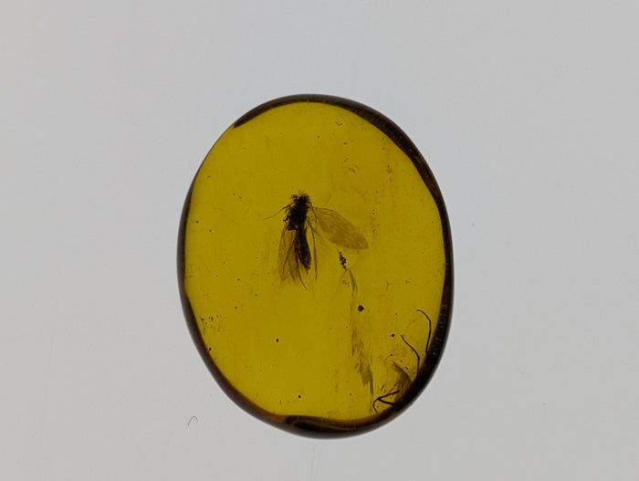 Amber with insects from Burma. Middle Cretaceous, 99 Million Years Old