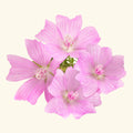 Ayur Musk Fragrance Oil