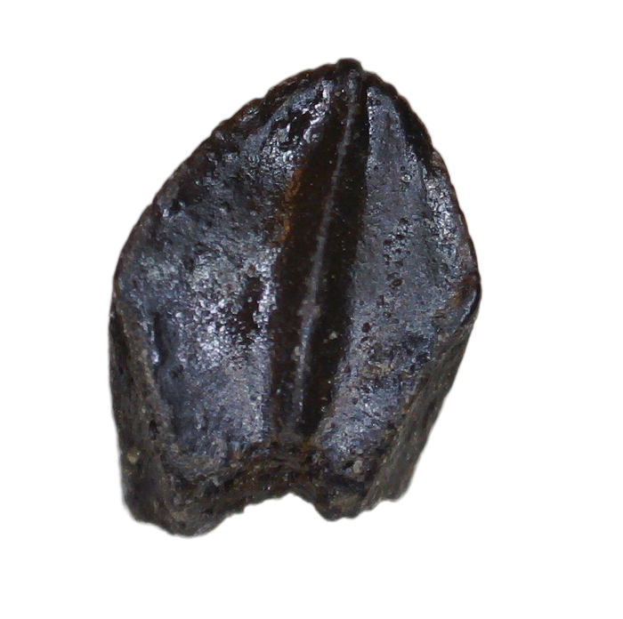 Baby Triceratops Tooth