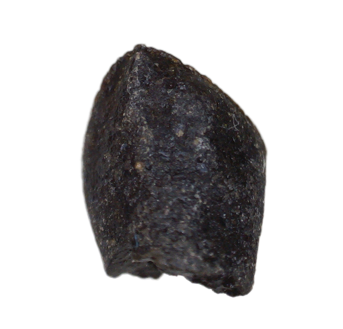 Baby Triceratops Tooth