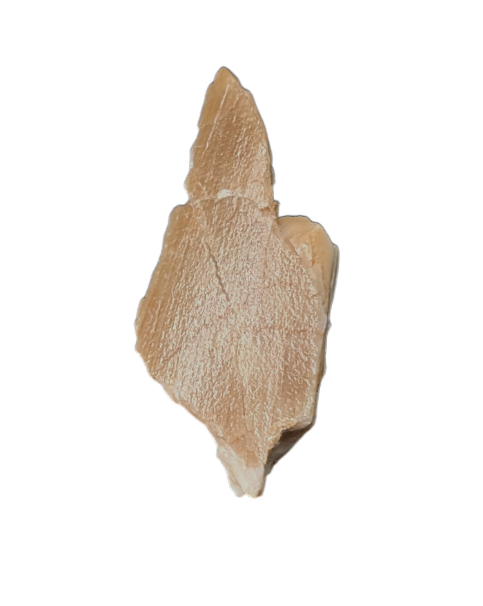 Chenanisaurus Tooth Chunk, Morocco Phosphate