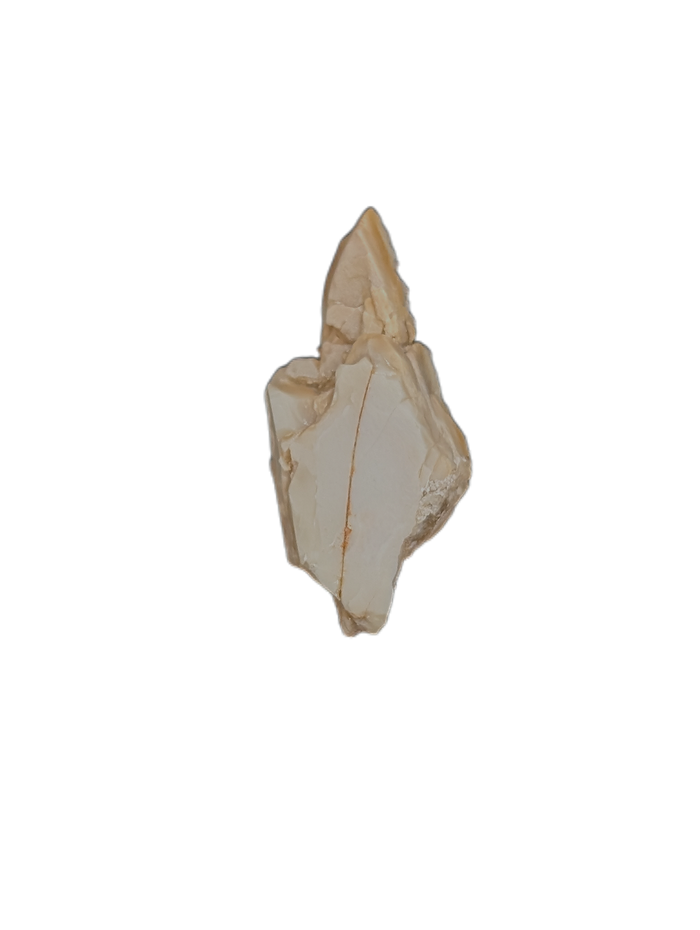 Chenanisaurus Tooth Chunk, Morocco Phosphate