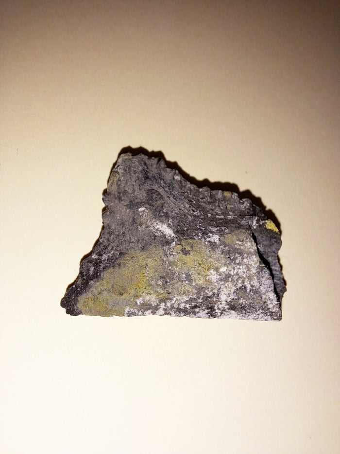 Edestus Shark Tooth