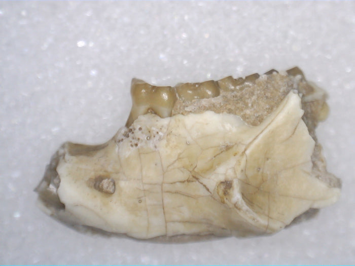 Eumys (Mouse Ancestor) Mammal Jaw Section with Teeth, Brule Formation