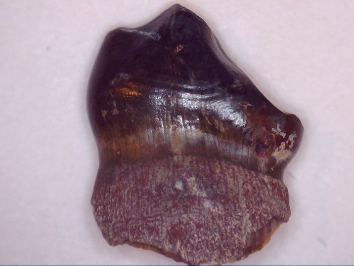 Exceptional Diadectes Tooth, Permian Texas Red Beds