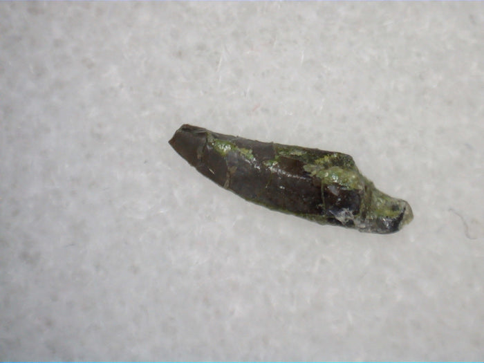 Exceptionally Rare Mammal Tooth, Morrison Formation