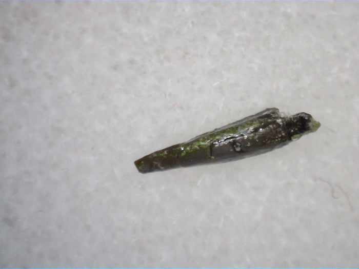 Exceptionally Rare Mammal Tooth, Morrison Formation