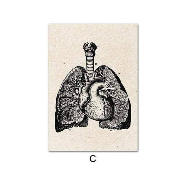 Fascinating Medical Human Anatomy: Feed Your Curiosity