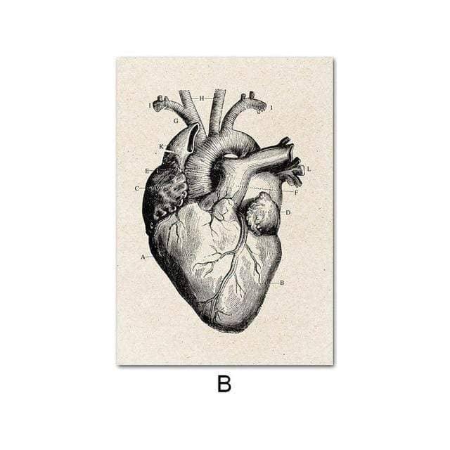 Fascinating Medical Human Anatomy: Feed Your Curiosity