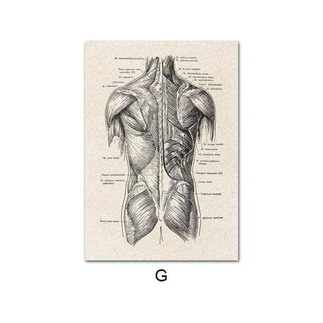 Fascinating Medical Human Anatomy: Feed Your Curiosity