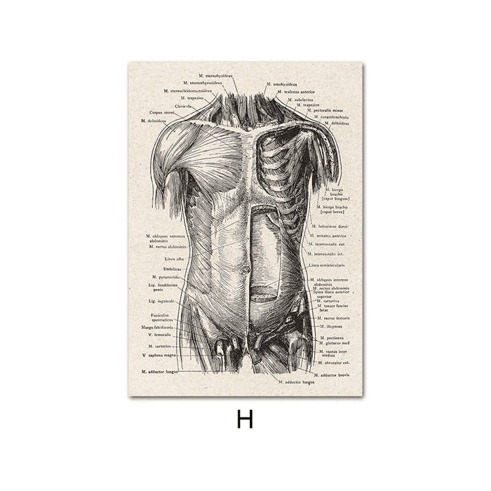 Fascinating Medical Human Anatomy: Feed Your Curiosity