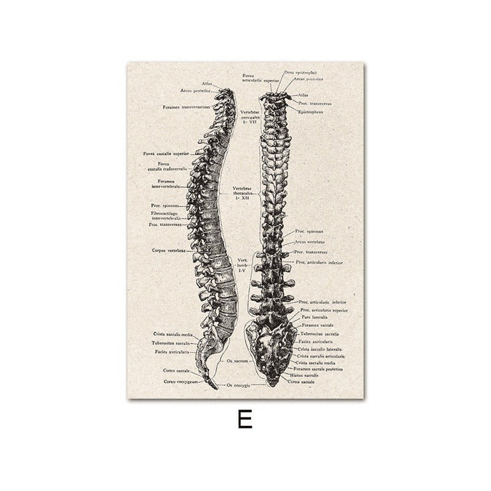 Fascinating Medical Human Anatomy: Feed Your Curiosity
