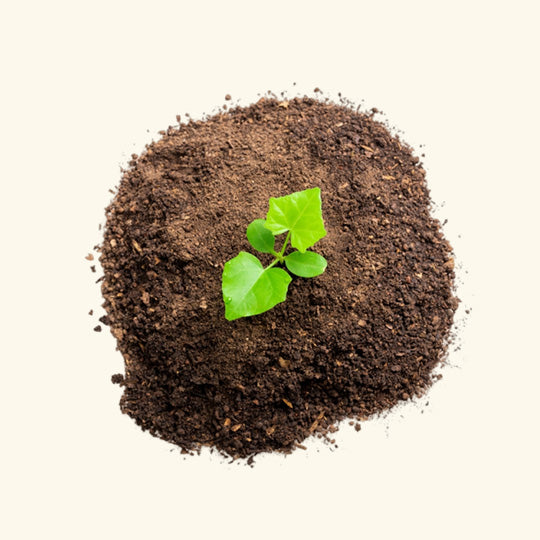Gilli Mitti Fragrance Oil