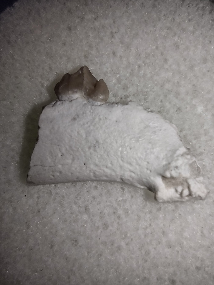 Hesperocyon (dog ancestor) Jaw Section with Tooth, Brule Formation