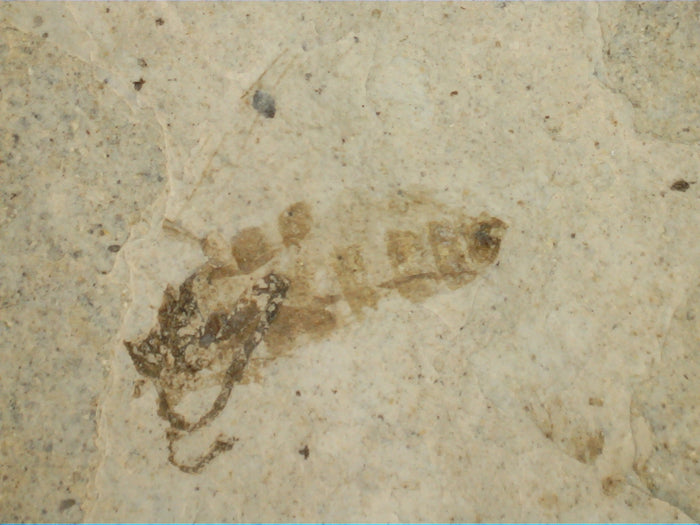 Insect Fossil, Florissant Formation 34 Million Years Old