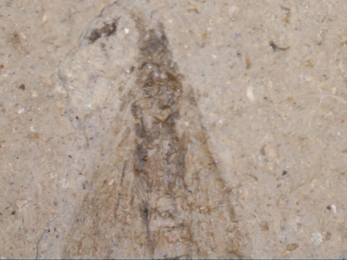 Insect Fossil, Florissant Formation 34 Million Years Old