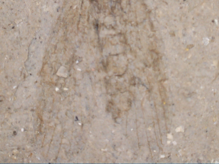 Insect Fossil, Florissant Formation 34 Million Years Old