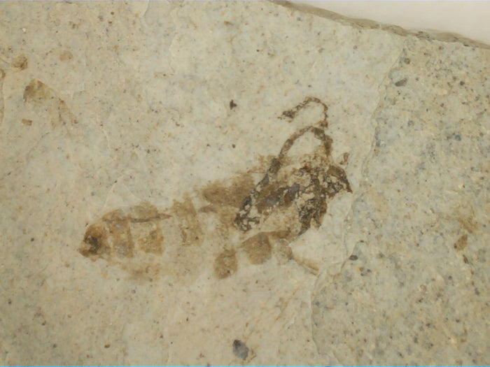 Insect Fossil, Florissant Formation 34 Million Years Old