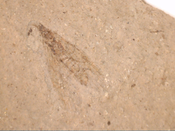 Insect Fossil, Florissant Formation 34 Million Years Old