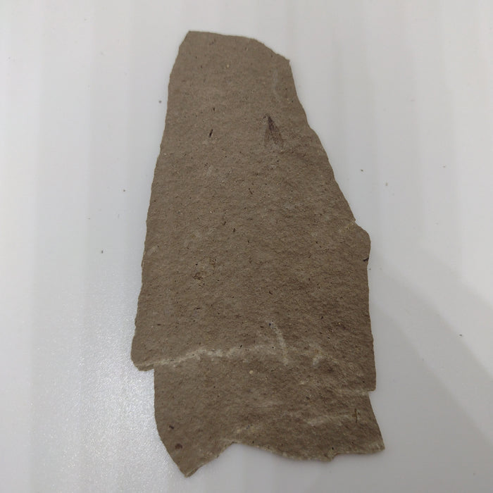 Insect Fossil, Florissant Formation 34 Million Years Old