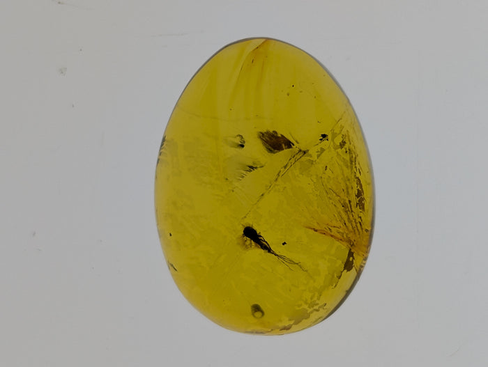 Insects in Amber from the Dominican Republic, 25 Million Years Old
