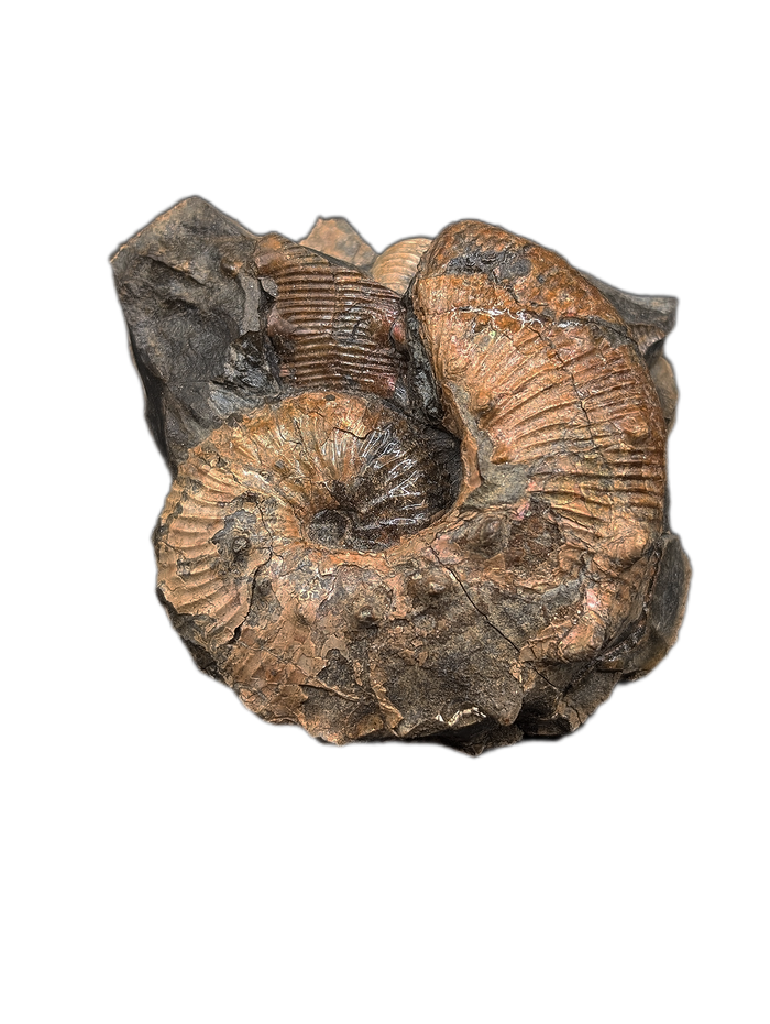 Large Hoploscaphites (Ammonite), Pierre Shale, North Dakota.