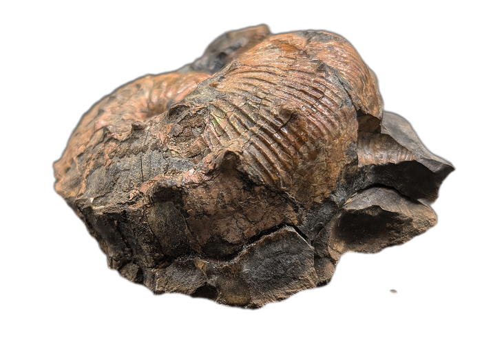 Large Hoploscaphites (Ammonite), Pierre Shale, North Dakota.