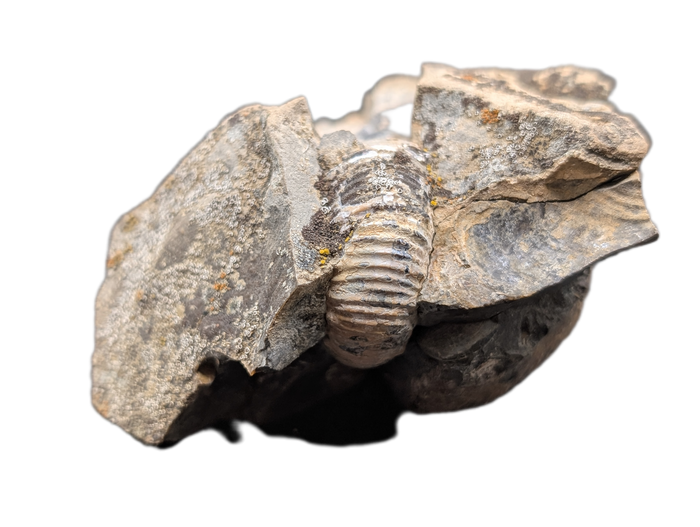 Large Hoploscaphites (Ammonite), Pierre Shale, North Dakota.