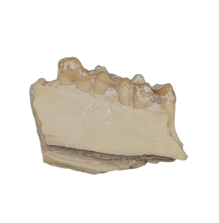 Leptomeryx (Deer like) Mammal Jaw Section with Teeth