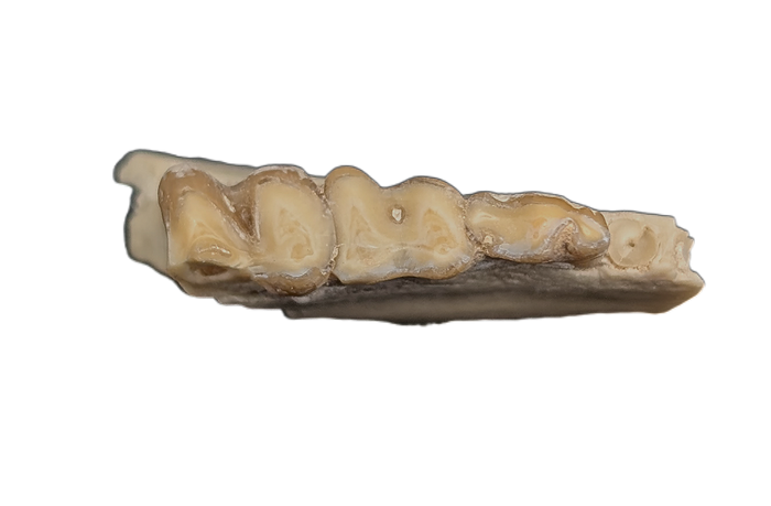 Leptomeryx (Deer like) Mammal Jaw Section with Teeth