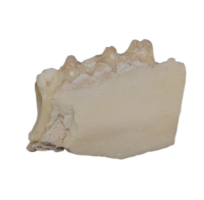 Leptomeryx (Deer like) Mammal Jaw Section with Teeth
