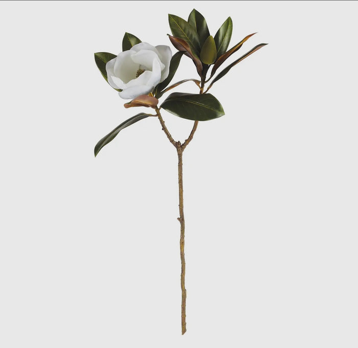 Magnolia Stem