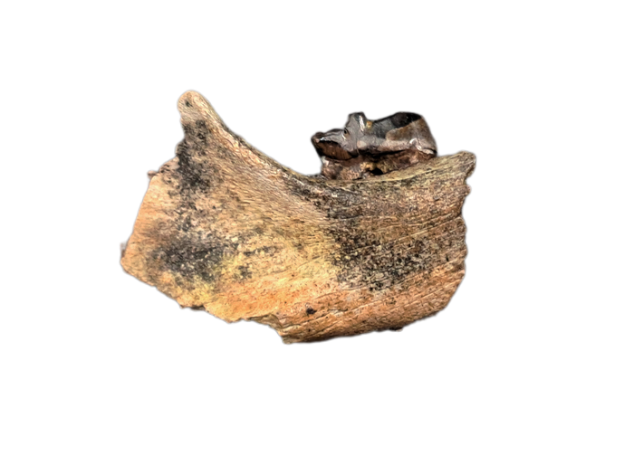 Mammal Jaw Section, Hell Creek Formation