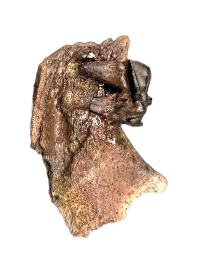 Mammal Jaw Section, Hell Creek Formation